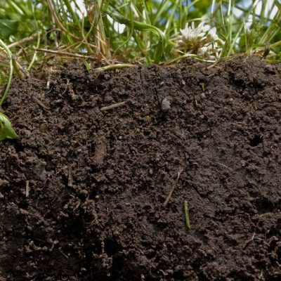 healthy-soils.jpg.860x0_q70_crop-scale