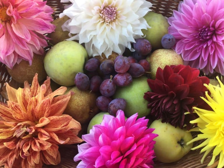 BirdsongFruitAndFlowers 768x576