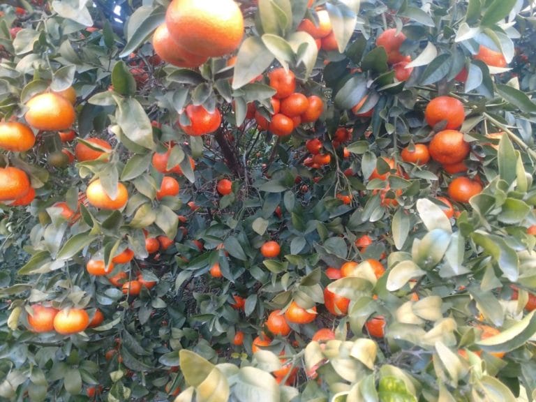 Iphone Pictures 090 768x576