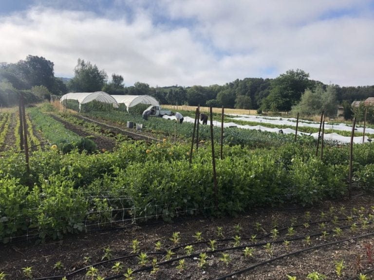 field 6 23 20 768x576