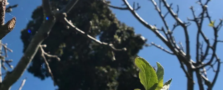 Screen Shot 2020 11 16 at 10.45.25 PM 768x313