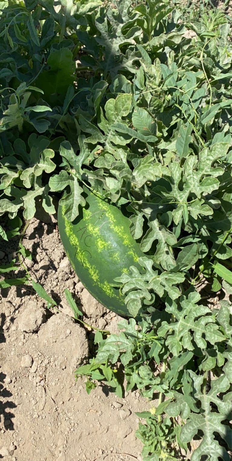 74A4A0F5 DF78 4858 81A9 30AEE2F7FD06 768x1525