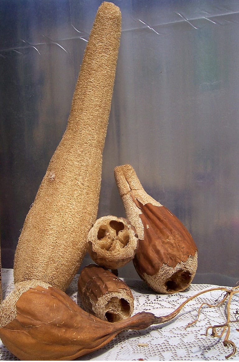 dried luffa 768x1161