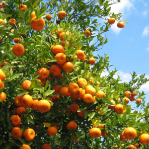 Orange tree