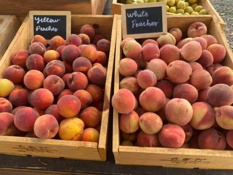 455F5264 FB9D 432D A0F3 4BEDF63FA74C 768x575