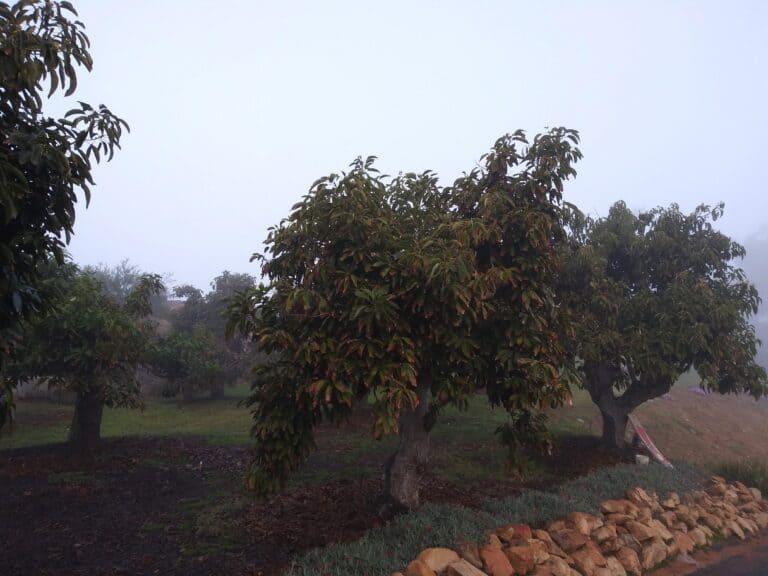 Trees in Mist Edit 768x576