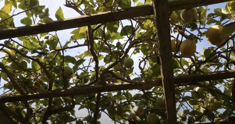 Screen Shot 2021 12 16 at 1.23.07 PM 768x407