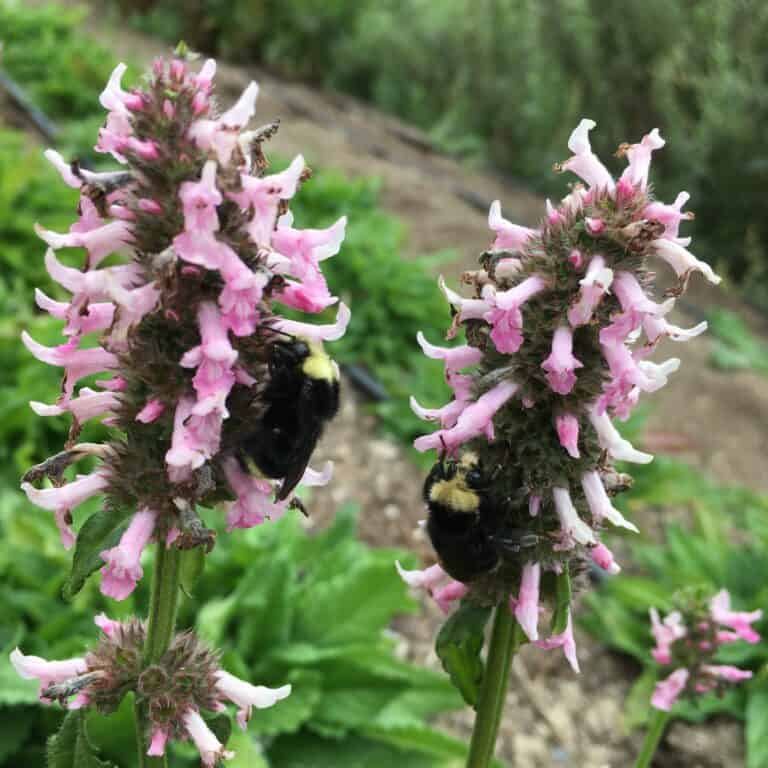 stachys and bumble bees 768x768