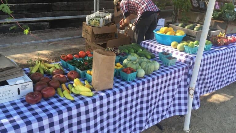 juans veggies 768x432