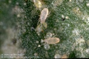 Western predatory mites, Galendromus (=Metaseiulus) occidentalis (top and bottom), and a twospotted spider mite, Tetranychus urticae (center), and its eggs.