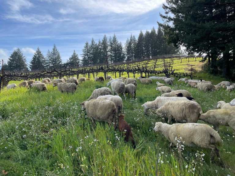 1DA91968 6587 46ED BCB4 E9CA2FC09233 768x577