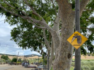 A yellow sign with an image of a great horned owl, reading "Owl Crossing."