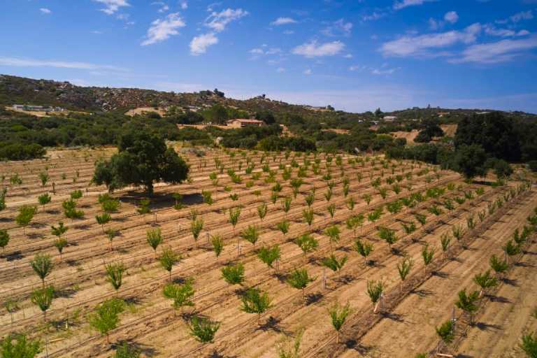 Stone fruit Orchard 768x512