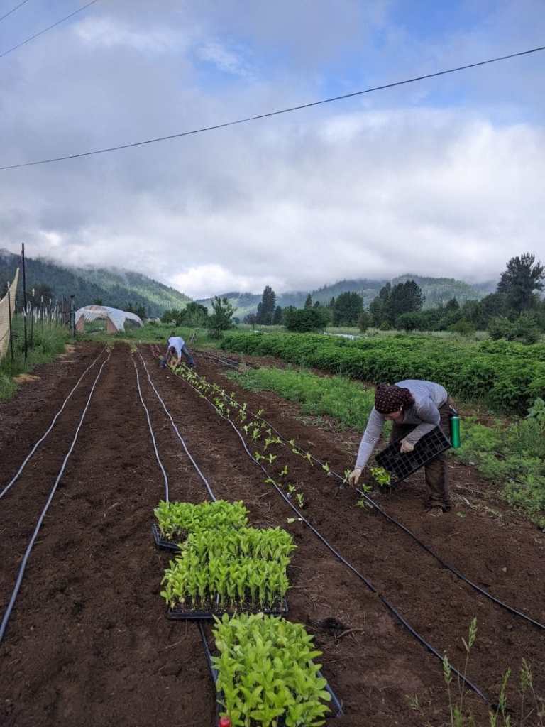Rugged Roots flower planting 768x1024