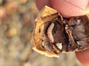 A navel orangeworm larvae in a walnut shell.