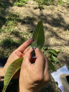 A close-up of holding a hands lens up to a walnut leaflet.