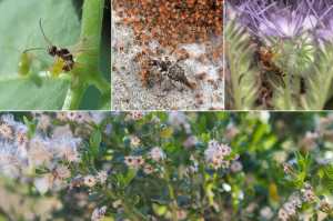 A collage of four photos: an aphid wasp parasitizing an aphid, a lacewing larvae eating mites, a syrphid fly, and close-up of coyote bush flowers.