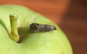 A brownish-gray moth sitting on an apple.