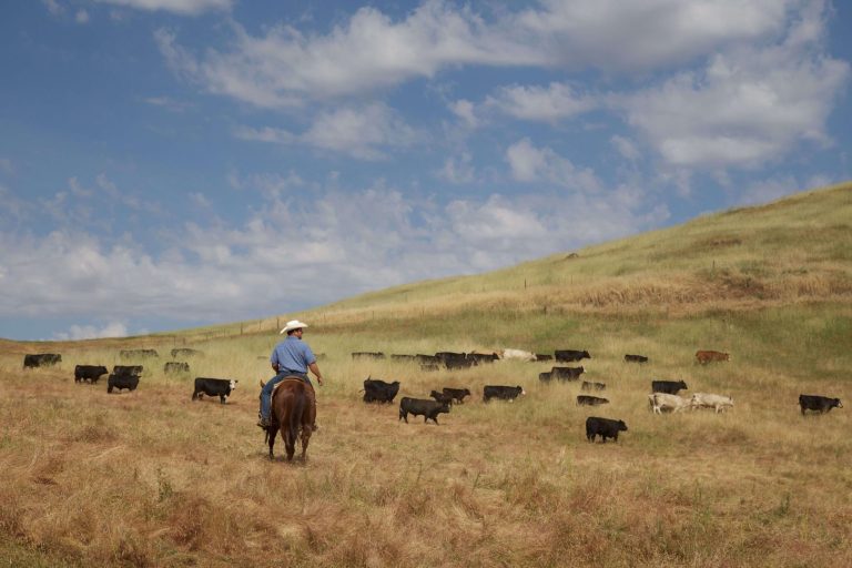 Flying B Beef Smaller size for directory 768x512