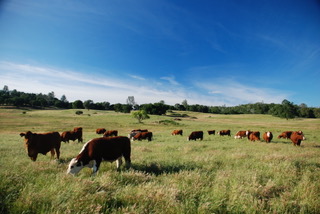 Cows