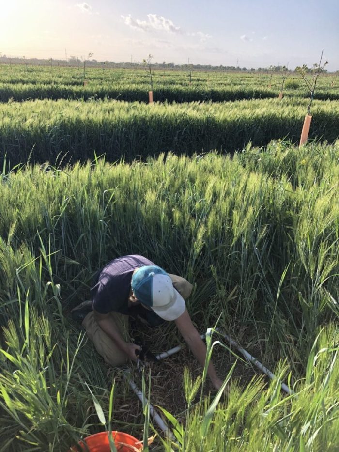HSP DemoCover crop trails