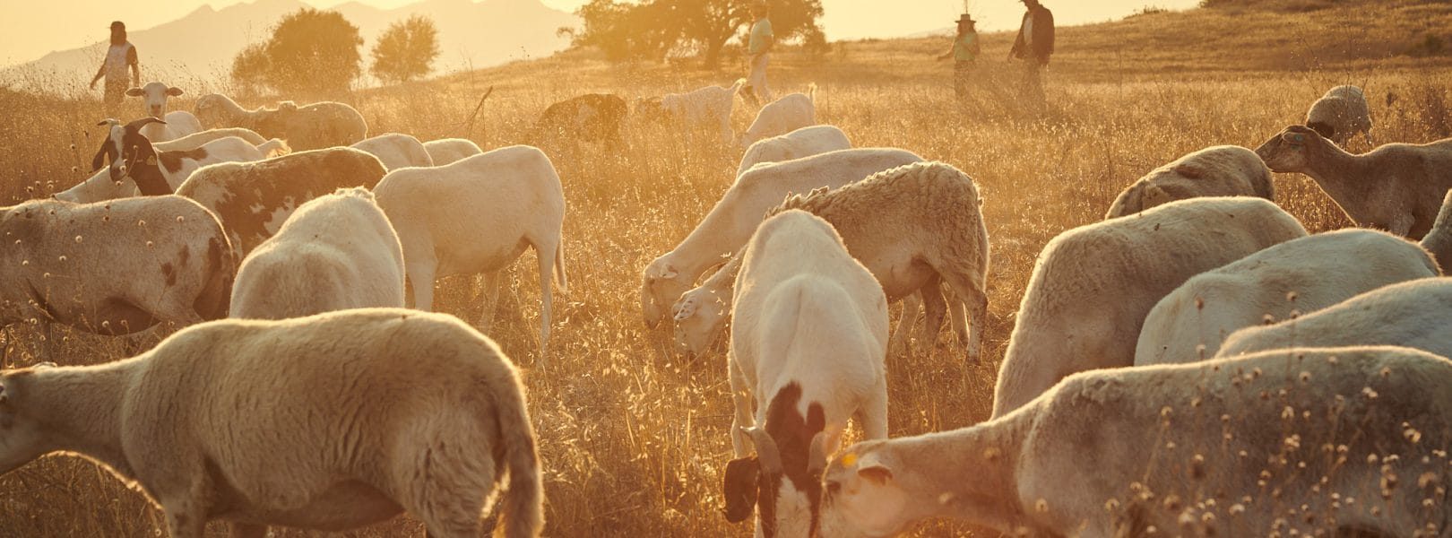 Jungmaven 2021_5_Paul Mirah Collins