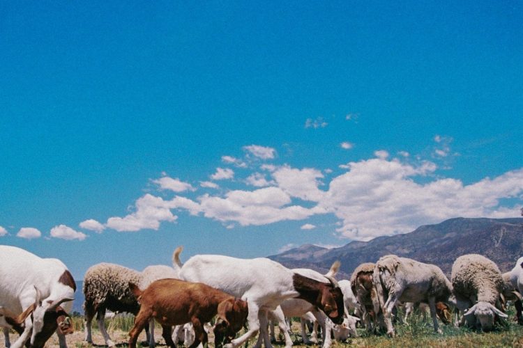 Shep 2021 Season_2_Cristian Arambula