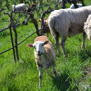"Flock in Vineyard at Tablas Creek" sourced form tablascreek.com