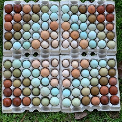 alchemist_farm_beautiful_eggs