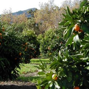 "Citrus and Avocado Grove" retrieved from https://polyland.calpoly.edu/