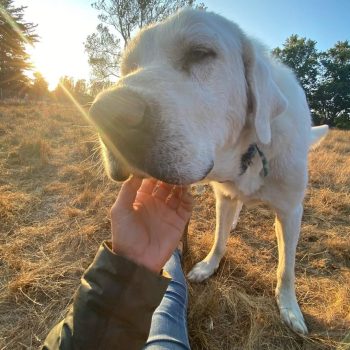 green star farm dogs