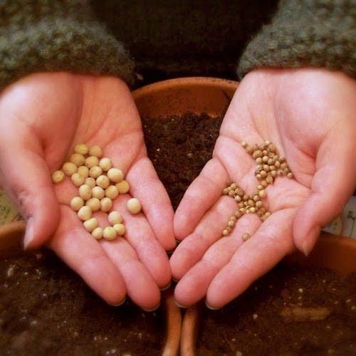 seeds-in-hands