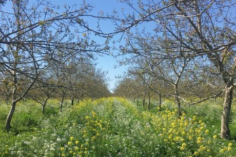 California Invests in Transition to Ecological Walnut Production