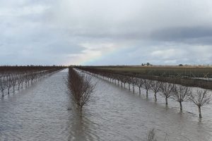 Flooded almond orchard