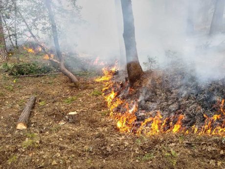 Pathways to Prescribed Fire Report March 2022