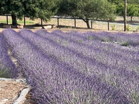 Santa Rita Hills Lavender