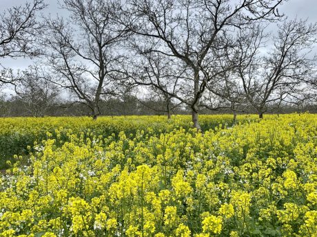 Cover Crops in Orchards case study