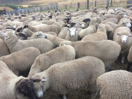 Tomales Sheep Company at Jensen Ranch