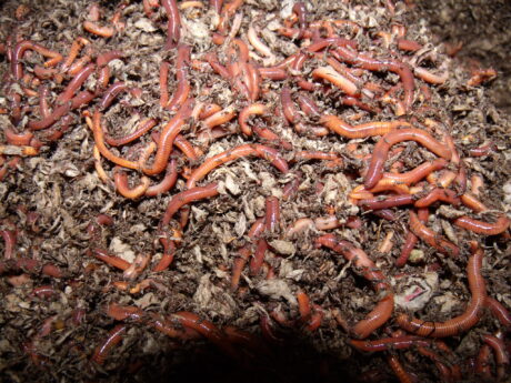 McCrawls Redworms