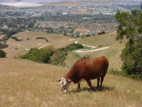 Wildfire & Rangeland Management: Mediating Impacts to Conservation & Ranching