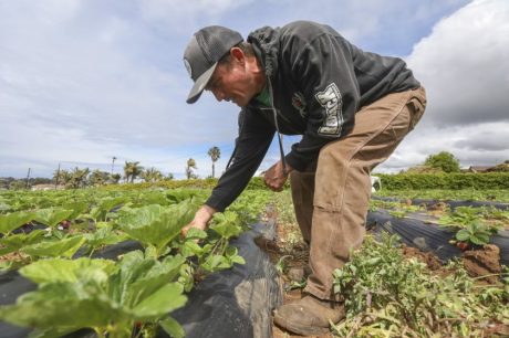 San Diego farmers find new models for marketing food