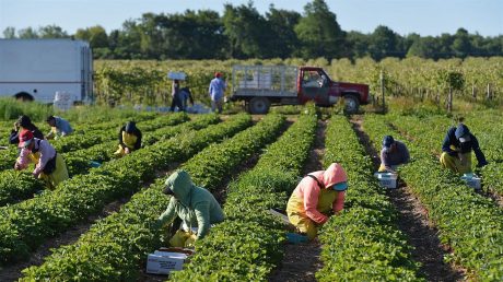 New CAFF Resource: How to Prepare for Farm Labor Shortages