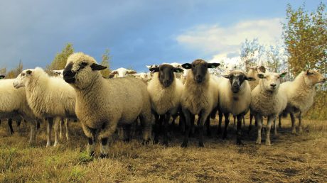 Developing a Wildfire Plan for Livestock